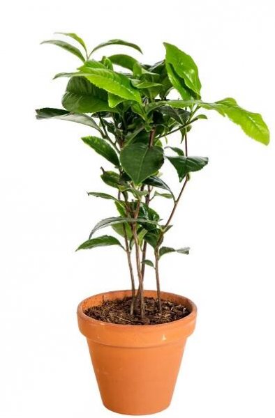 Čajovník čínský, Camellia sinensis, keramický květináč