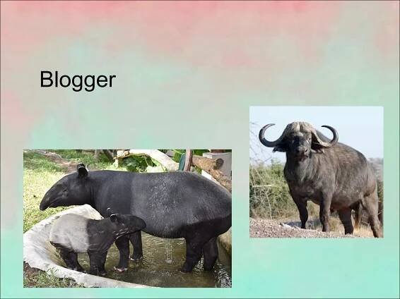   Blogger 
 