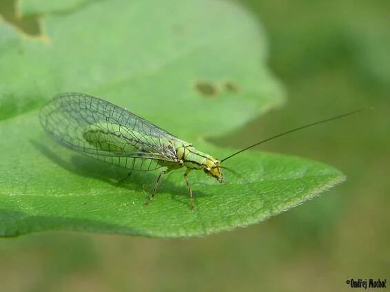 Hypochrysa elegans - zlatoočka pestrá | Chrysopidae - zlatoočkovití | Natura Bohemica