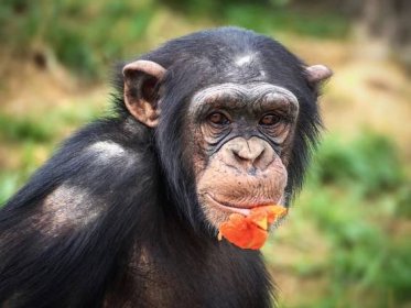 Gua a Donald: Ze šimpanze člověka neuděláte!