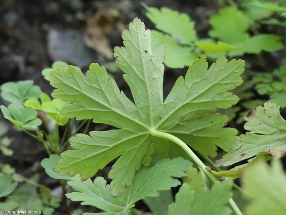 Geranium macrorrhizum – kakost oddenkatý • Pladias: Databáze české flóry a vegetace