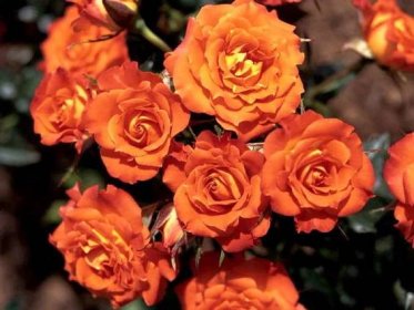 Růže Floribunda - odrůdy, výsadba, pěstování a péče