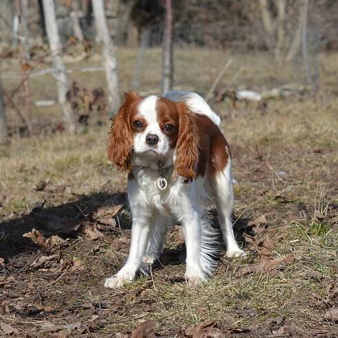 Jaký je rozdíl mezi Cavalier King Charles a King Charles?