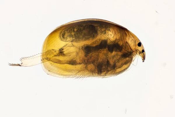 Site Visit #116: Little Water | The Microscopic Life of Shetland Lochs