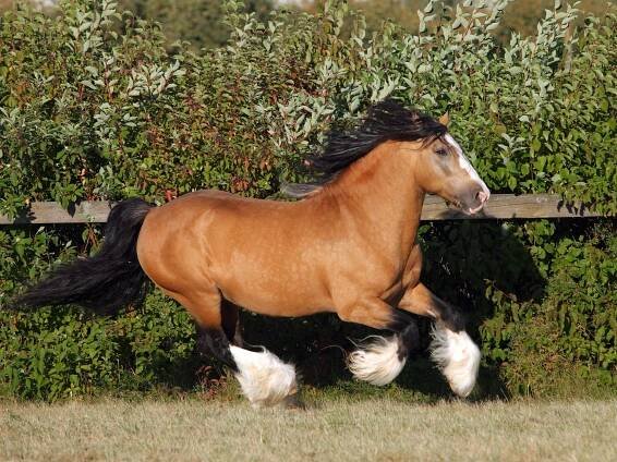 Gypsy Vanner Kůň hřebec stock fotka
