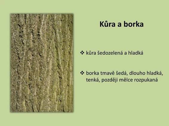 PPT - M1: LESNICKÁ BOTANIKA ČELEĎ: BUKOVITÉ III. PowerPoint Presentation - ID:6608518