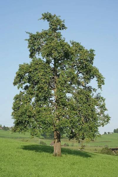 PKR/Pyrus communis – Wikiverzita