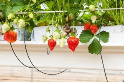 Jahody lze pěstovat snadno i na balkoně, klíčem je vybrat správnou odrůdu – Pěstujme.cz – tipy nejen pro zahradu