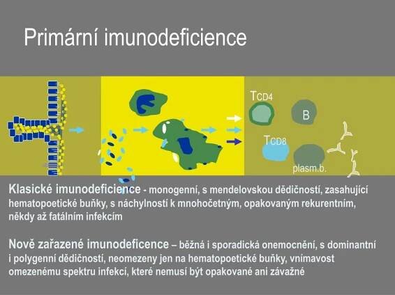 PPT - Imunodeficience PowerPoint Presentation, free download - ID:5201607