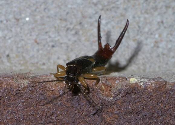 Vostox brunneipennis, Oklahoma