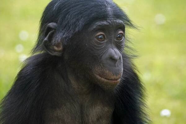 September-Bild: Bonobo – Charity-Kalender