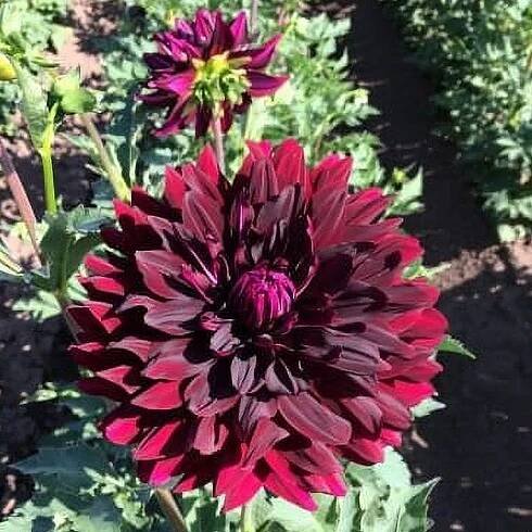 Hollyhill+Black+Beauty+Dahlia+tuber.jpg