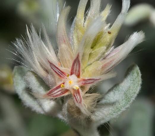Ptilotus eriotrichus