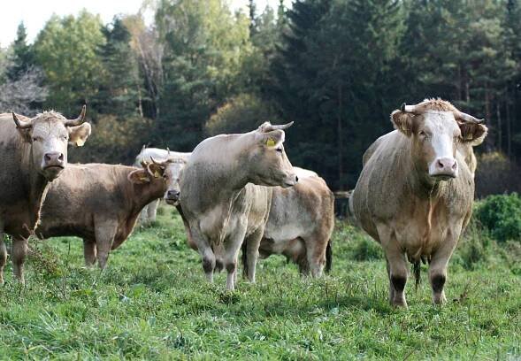 Zrušila se mimořádná veterinární opatření proti SLAK