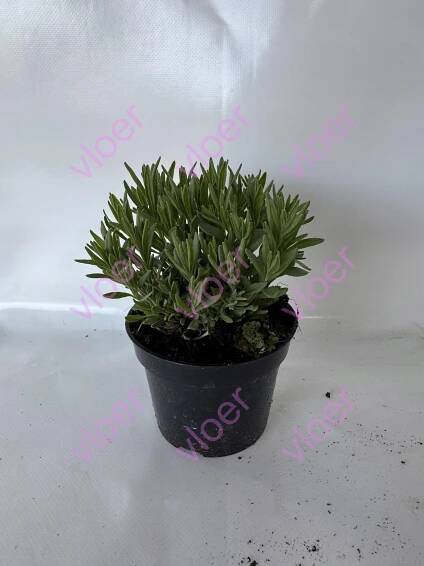 Levandule úzkolistá 'Hidcote Blue Strain' 0.5 l Výrobce ostatní
