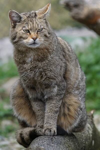 Divoká Kočka, Zoo, Hrozil