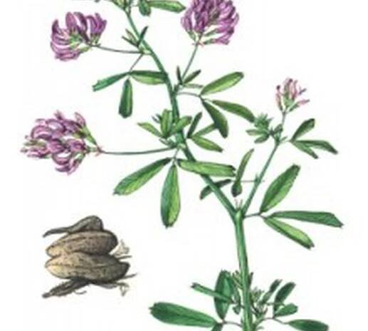Tolice setá (Vojtěška) - Bylinný Herbář