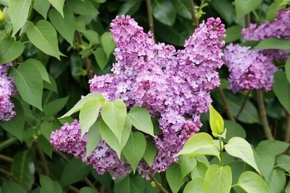 30 Fragrant Flowers To Make a Garden or Bouquet Smell Amazing