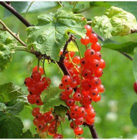 Rybíz červený - Ribes sylvestre - prodej prostokořenných sazenic - 1 ks