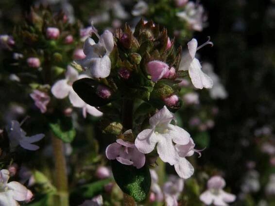 Obrázek - Thymus vulgaris (mateřídouška obecná) | BioLib.cz