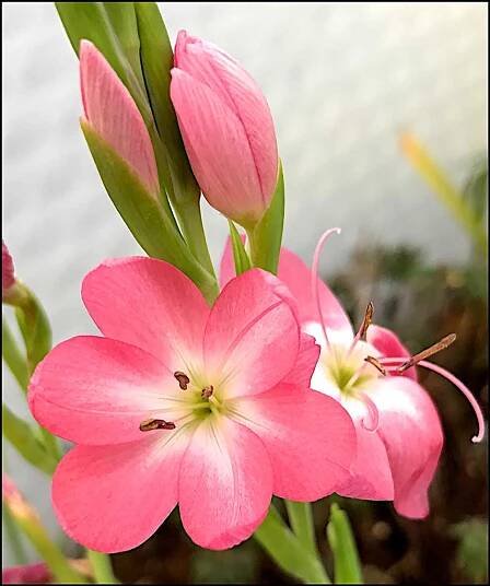 Plant Close-ups – New Word Plants