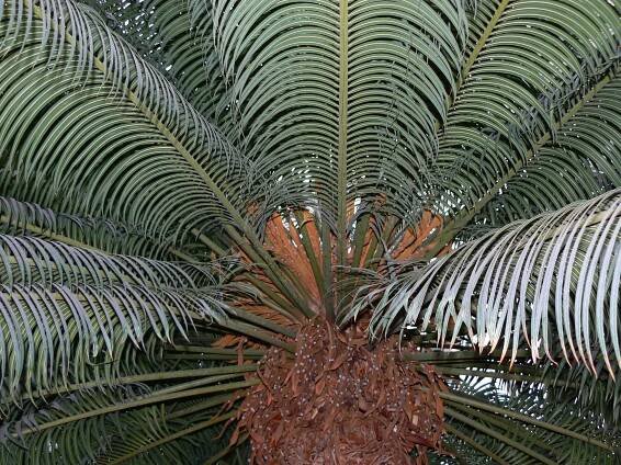 Obrázek - Cycas circinalis (cykas indický) | BioLib.cz