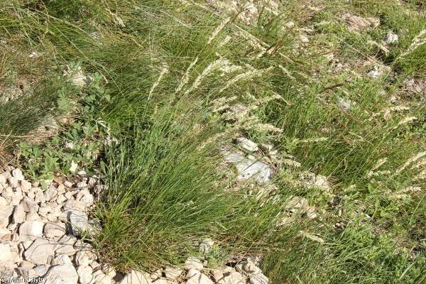 Melica ciliata – strdivka brvitá • Pladias: Databáze české flóry a vegetace