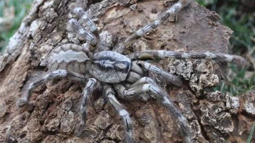 Vědci na Srí Lance objevili pavouka velkého jako lidský obličej | Věda |  Lidovky.cz