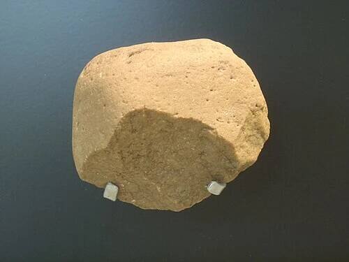 Australopithecus garhi – Wikipedie