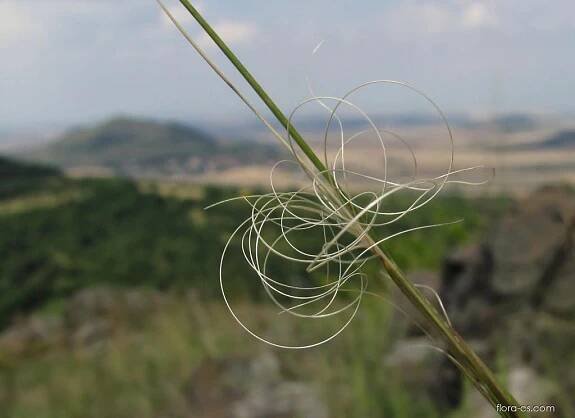 Kavyl vláskovitý (Stipa capillata)