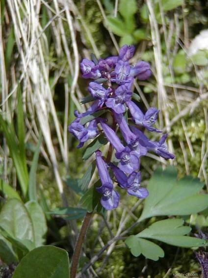 Dymnivka dutá (Corydalis cava)