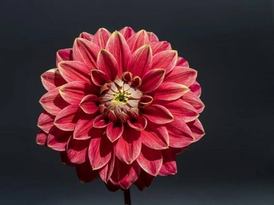 Free Close-up of a vibrant red dahlia flower showcasing its intricate petals against a dark background. Stock Photo