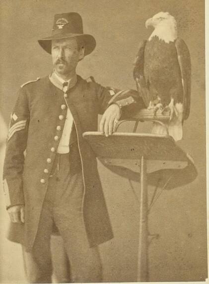The Bald Eagle – America’s Symbol of Strength - Heartfelt History