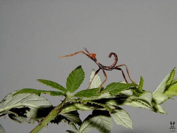 Extatosoma tiaratum tiaratum (PSG9)