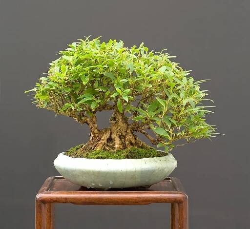 Jak se starat o bonsai: Podrobný návod na pěstování vnitřních i venkovních bonsají 6