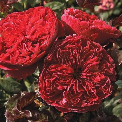 Roses – Cantrell Gardens