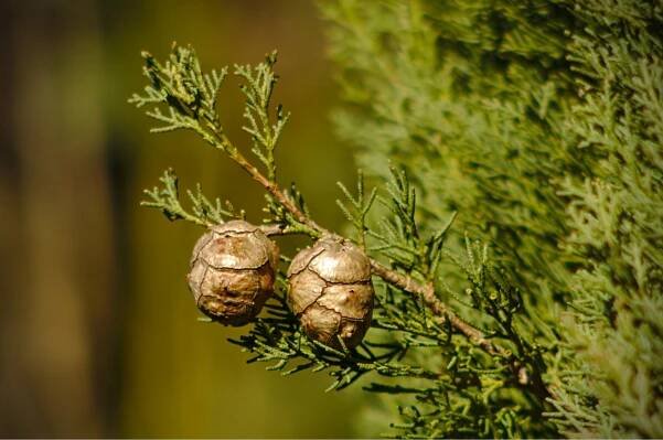 Cypřiš vždyzelený (Cupressus sempervirens), detail větvičky se šiškami – fedsax / Shutterstock
