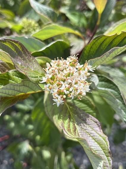 Cornus alba ´KESSELRINGII´ - drieň biely – Obrázok 2