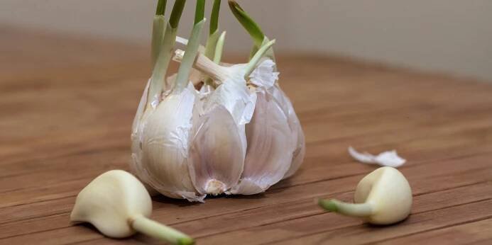 Naklíčená cibule a česnek: Jedovatá past, nebo vitamínová bomba? Víme, jak to je