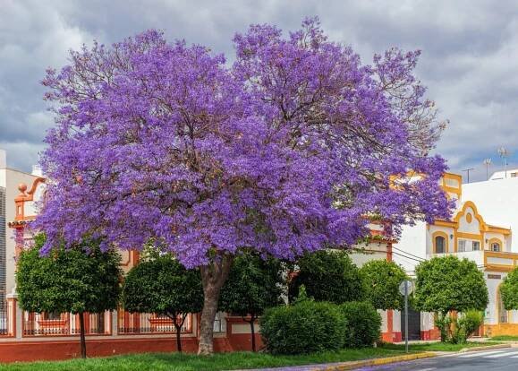 poda lluvia de oro