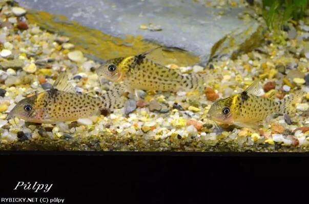 Corydoras agassizii | © půlpy