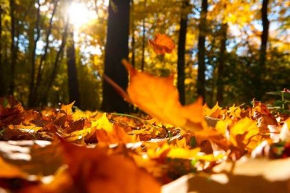 Stáhnout - Padající listí v podzimním lese za slunečného počasí — Stock obrázek