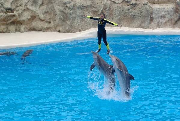 Delfinarium - wiki34.com
