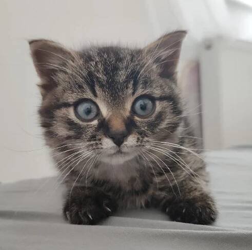 Rufus