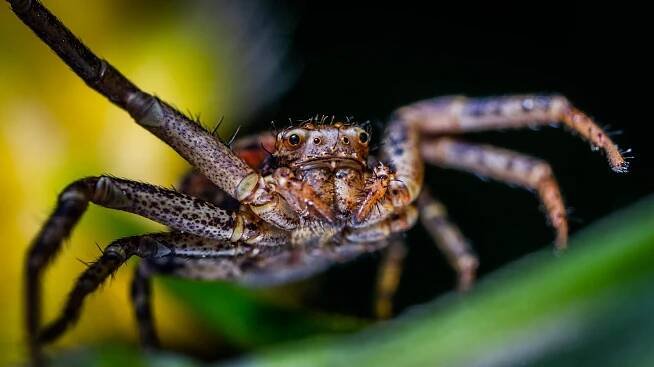 bezplatná Základová fotografie zdarma na téma anatomie pavoukovců, arachnofobie, bezobratlí Základová fotografie