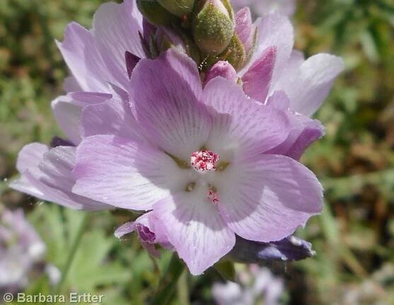 Sidalcea oregana var. oregana – Treasures of the Boise Front