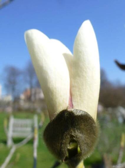Atlas - fotogalerie: magnolia delicatissima; 1