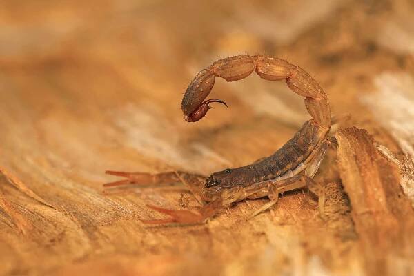 Tuk tailed scorpion žihadla, rod Lychas od Pondičéry, Tamilnadu, Indie. Jsou také známé jako kůra scorpions — Stock obrázek