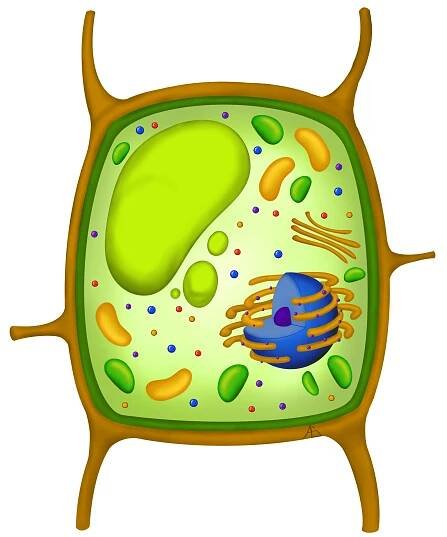Biologie: Buněčná biologie: Rostlinná buňka 