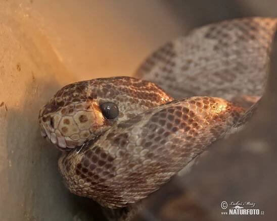 Amazon tree boa Photos, Amazon tree boa Images, Nature Wildlife Pictures | NaturePhoto
